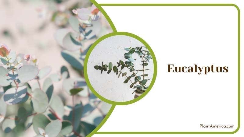Eucalyptus distinct menthol smell PlantAmerica