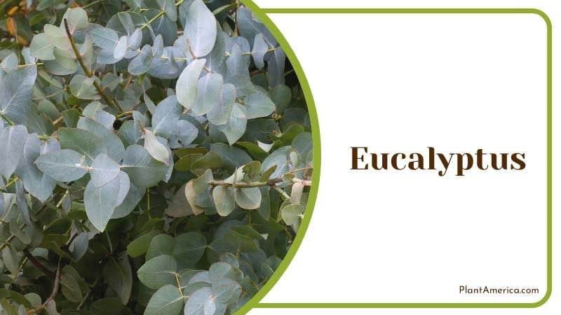 Eucalyptus extremely efficient at repelling yellow jackets PlantAmerica