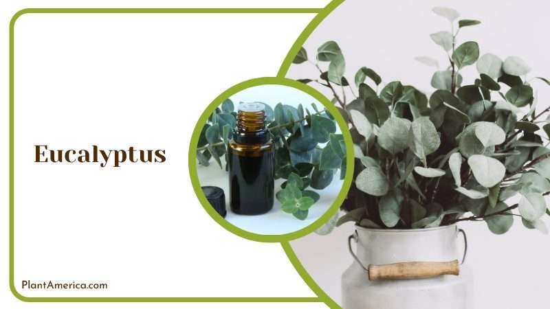 Eucalyptus oils for roach repellents Plant America