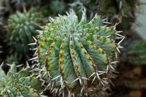 Euphorbia Horrida Appearance Plant America