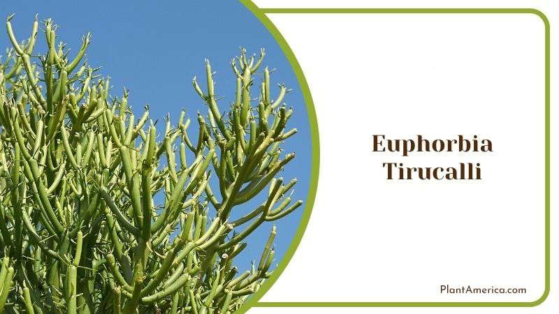 Euphorbia Tirucalli or Indian Tree Spurge Plant America