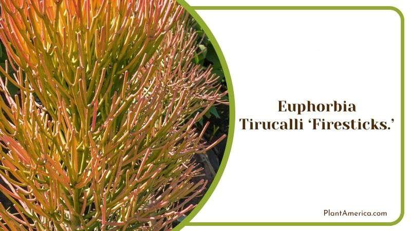 Euphorbia Tirucalli ‘Firesticks Plant America