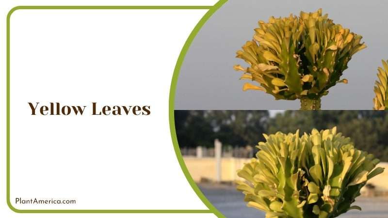 Euphorbia Trigona Yellow Leaves Plant America