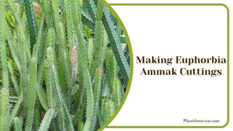 Euphorbia ammak plant Plant America