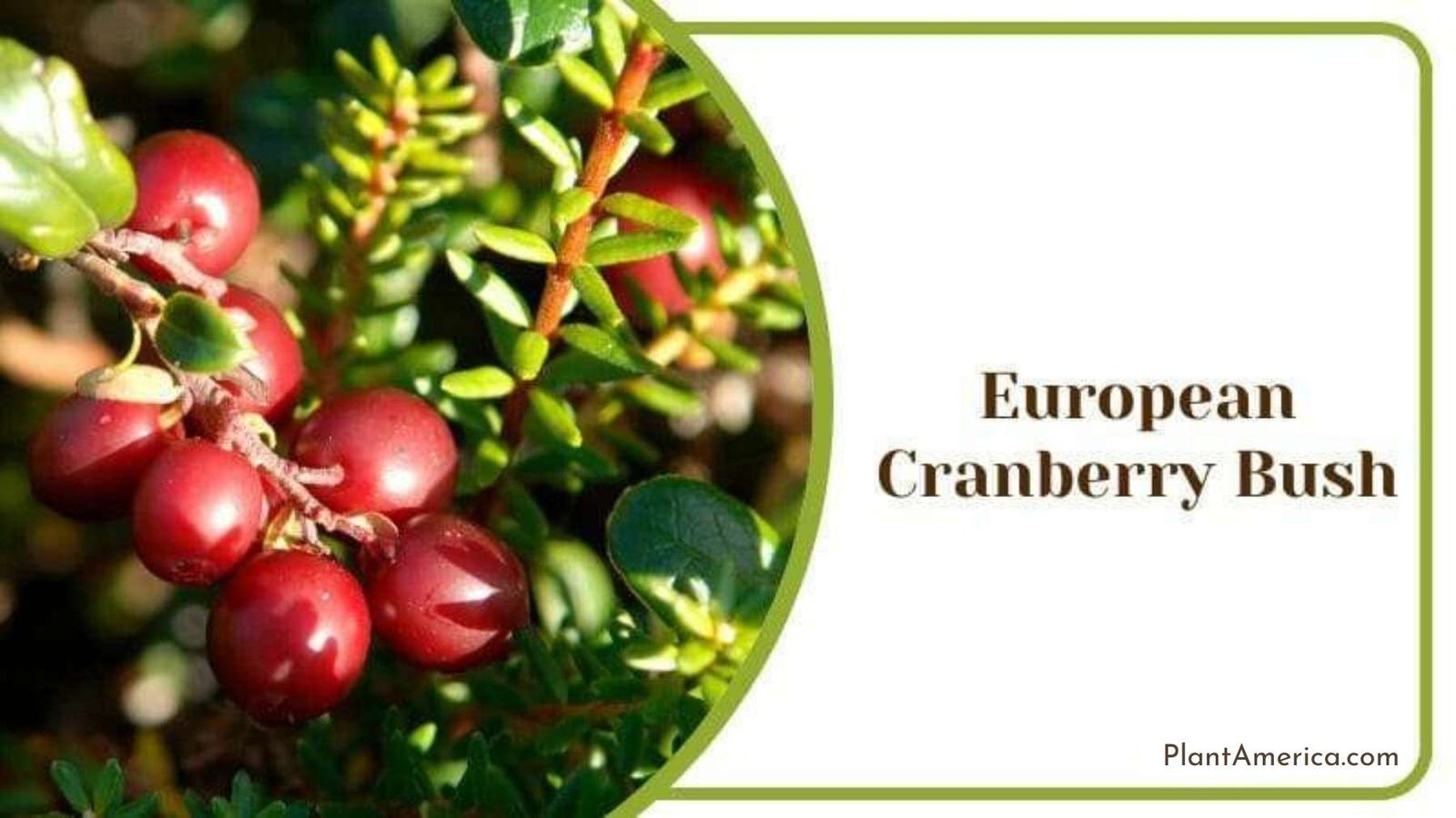 European Cranberry Bush Plant America