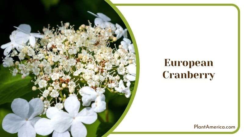 European Cranberry Plant America European Cranberry Plant America