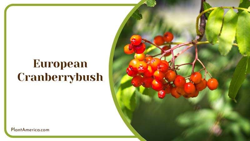 European Cranberrybush