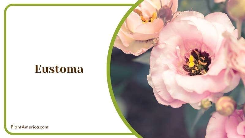 Eustoma Pink White Flower Plant America Eustoma Pink White Flower Plant America