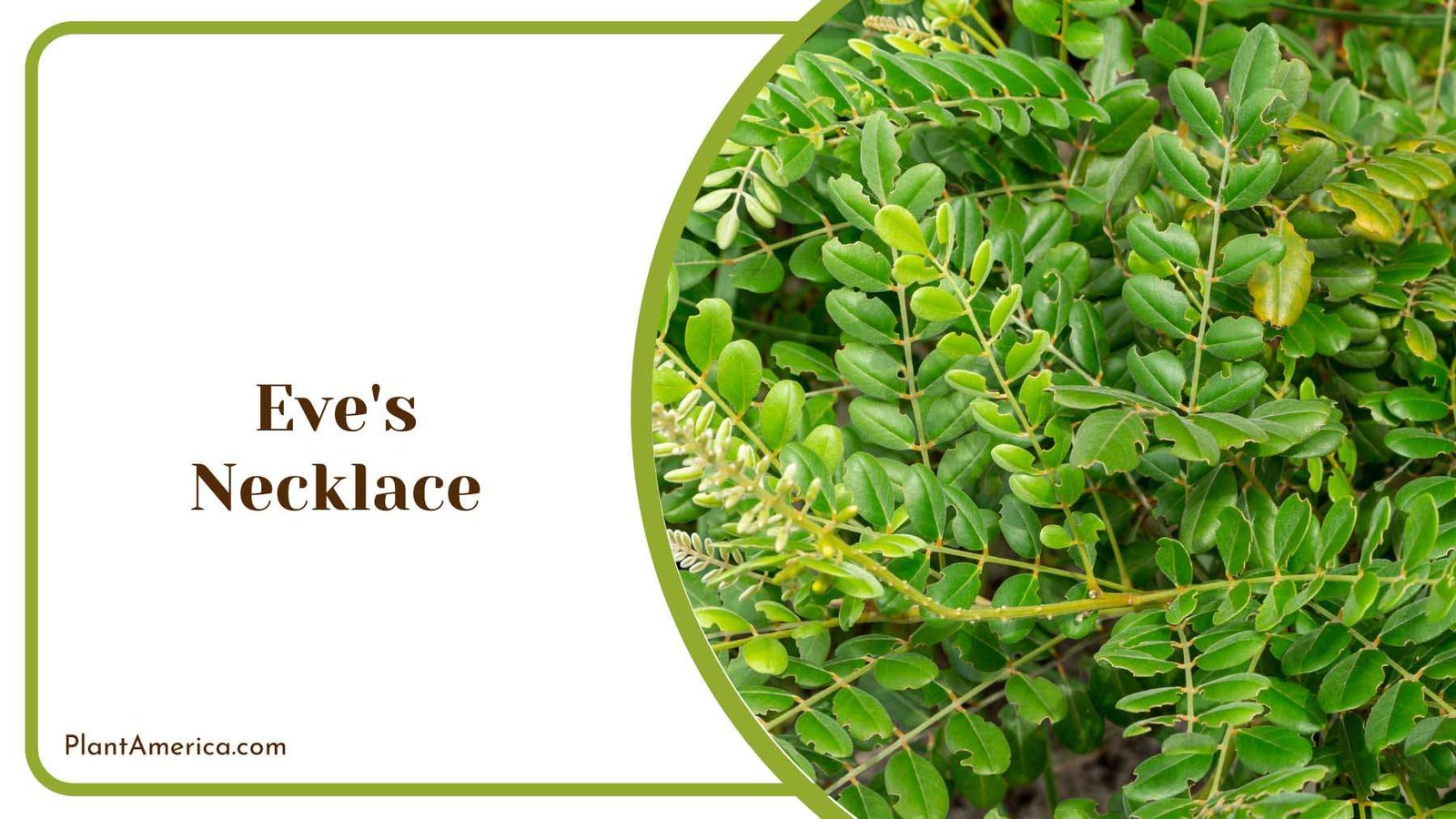 Eve s Necklace Lance Shaped Leaves Plant America