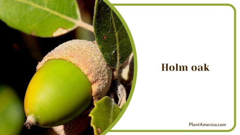 Evergreen Beauty of the Mediterranean Plant America Evergreen Beauty of the Mediterranean Plant America