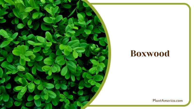 Evergreen Boxwood Bush Plant America