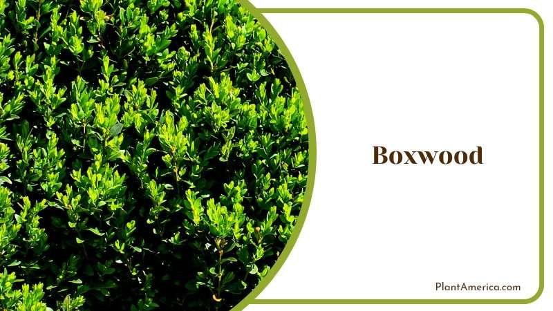 Evergreen Boxwood Hedge Plant America
