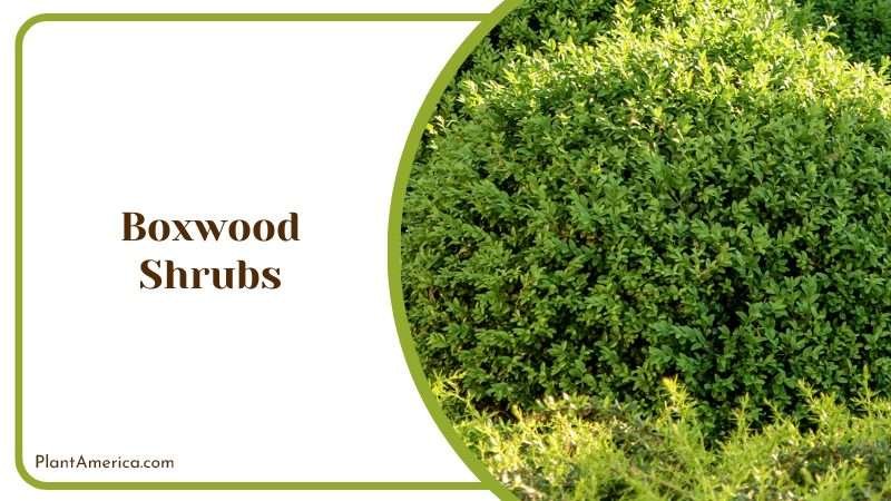 Evergreen Boxwood Shrubs Plant America