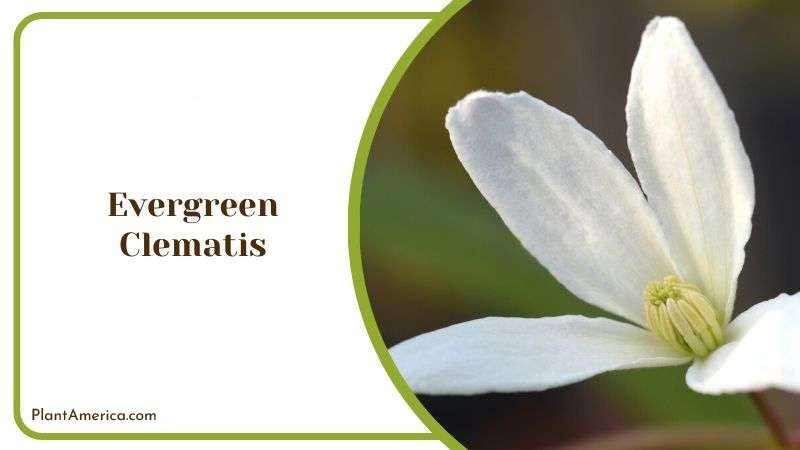 Evergreen Clematis Plant America