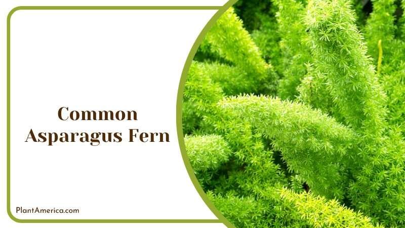 Evergreen Common Asparagus Fern Plant America Evergreen Common Asparagus Fern Plant America