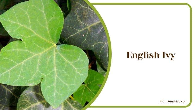 Evergreen English Ivy Plant America