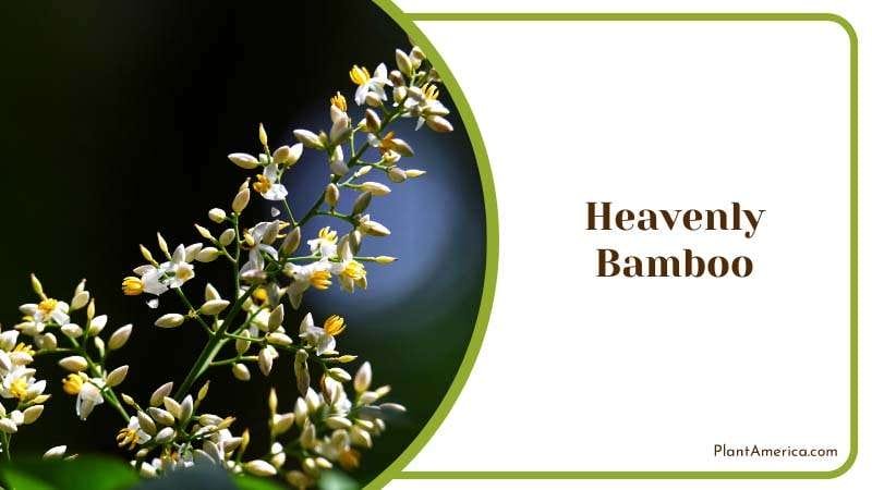 Evergreen Heavenly Bamboo Flower Plant America Evergreen Heavenly Bamboo Flower Plant America