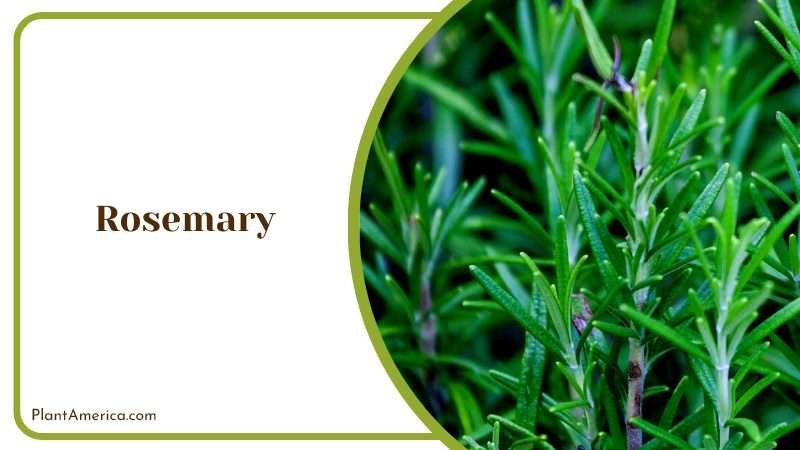 Evergreen Herb with a Strong Aroma PlantAmerica Evergreen Herb with a Strong Aroma PlantAmerica