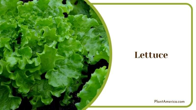 Evergreen Lettuce Vegetables Plant America