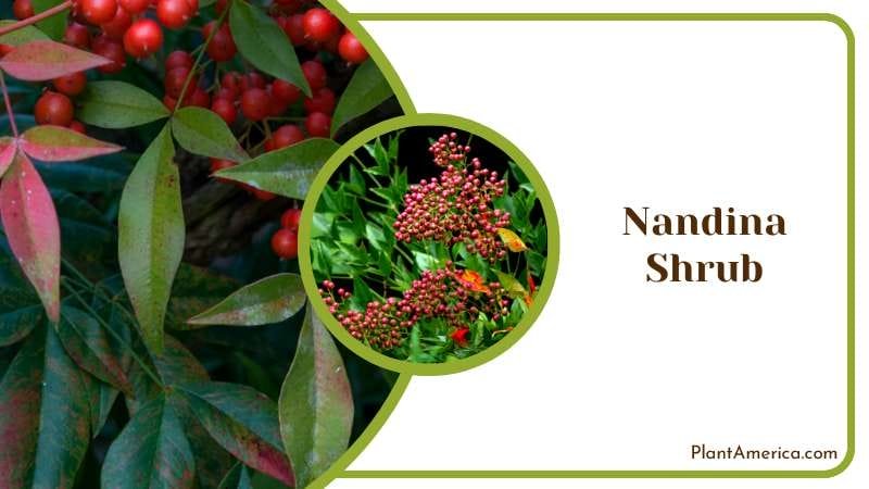 Evergreen Obsession Nandina Shrub Plant America Evergreen Obsession Nandina Shrub Plant America