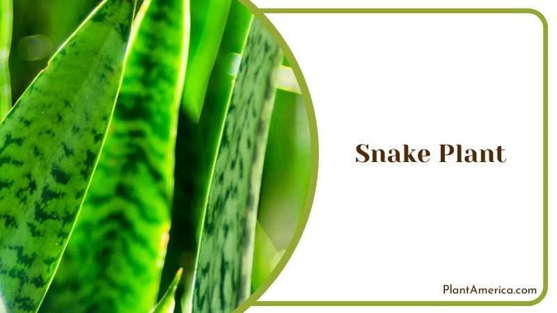 Evergreen Snake Plant Plant America
