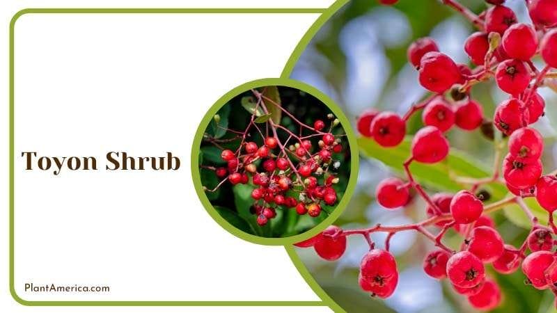 Evergreen Toyon Shrub with Berries Plant America