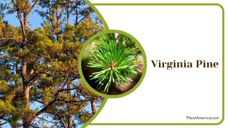 Evergreen Virginia Pine Tree Plant America