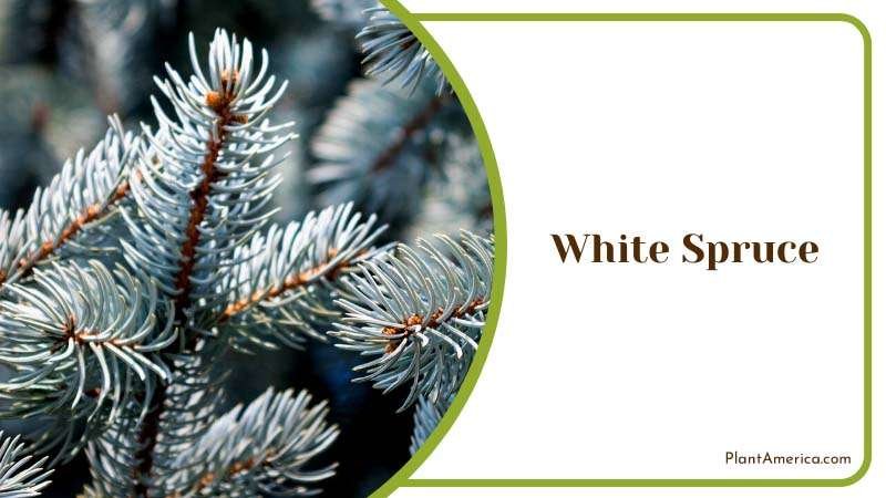 Evergreen White Spruce Tree Plant America