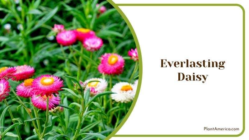 Everlasting Daisy Blossoms Plant America Everlasting Daisy Blossoms Plant America