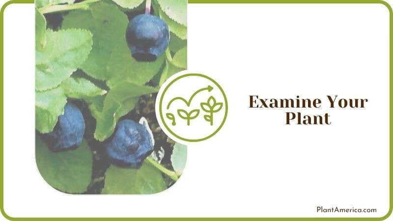 Examine Your Blueberry Plant Plant America