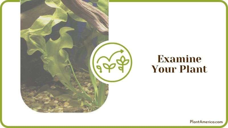 Examine Your Plant Plant America