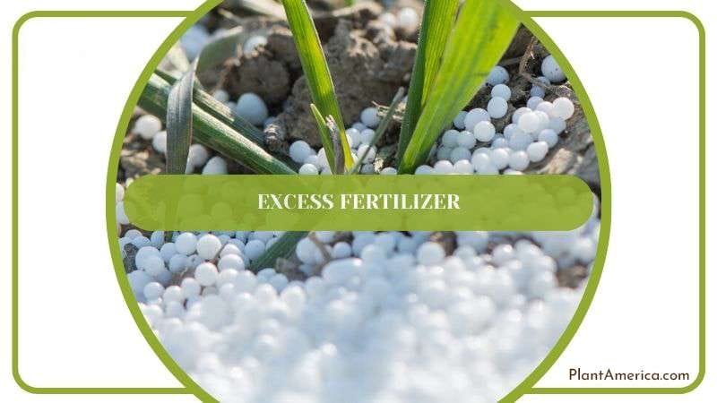 Excess Fertilizing Terrarium Plant Plantamerica