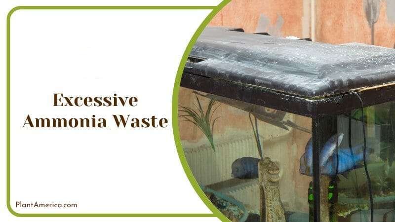 Excessive Ammonia Waste Plant America