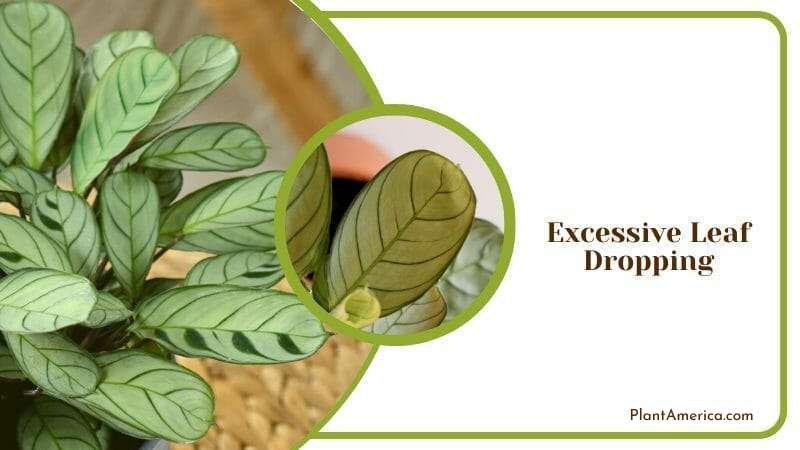 Excessive Leaf Dropping in Ctenanthe Amagris Plant America