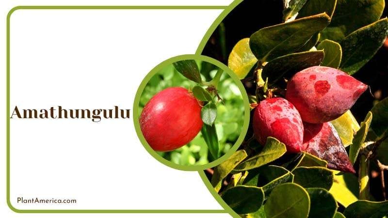 Exotic Attraction of Amathungulu Plant America