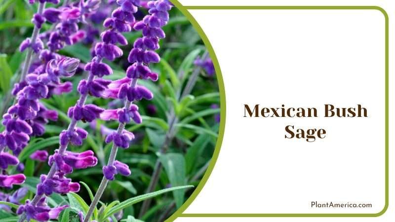 Exotic Attraction of Mexican Bush Sage Plant America