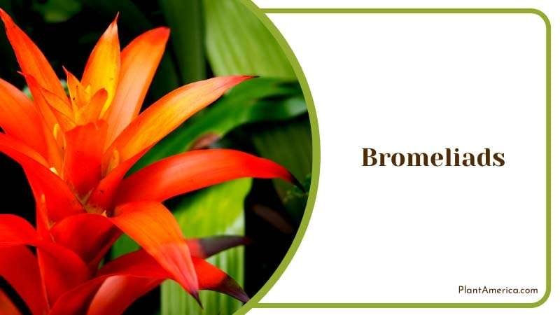 Exotic Beauty of Bromeliads Plant America