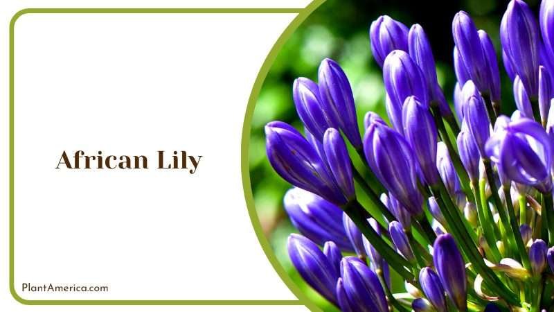Exotic Bloom of African Lily Plant America