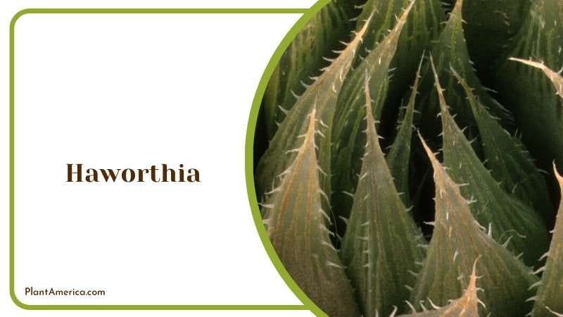 Exotic Haworthia Plant Plant America