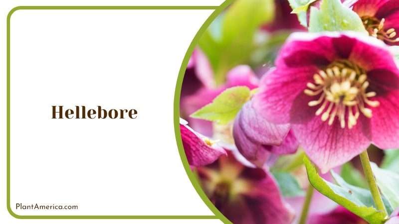 Exotic Hellebore Blooms PlantAmerica