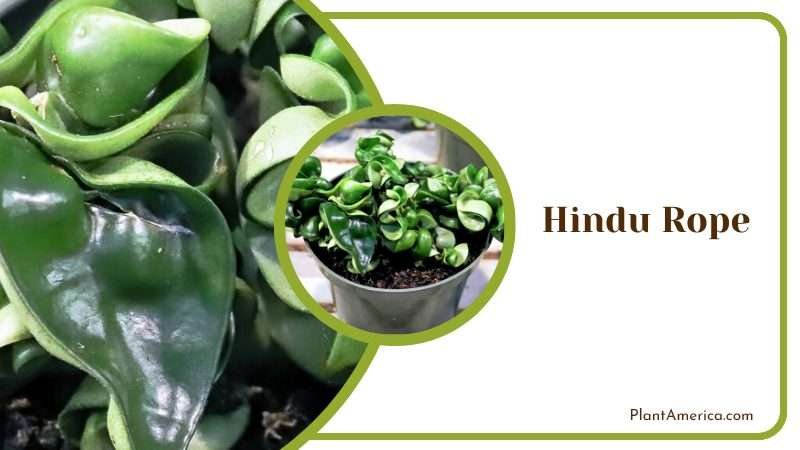 Exotic Hindu Rope Plant Plant America