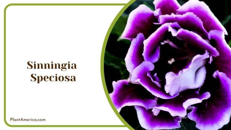 Exotic Jewel of the Houseplant World Plant America