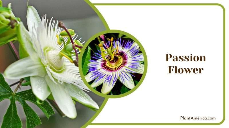Exotic Passion Flowers Plant America