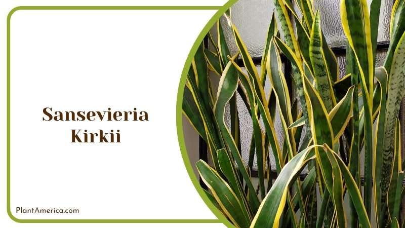 Exotic Sansevieria Kirkii Plants PlantAmerica