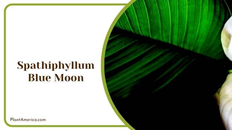 Exotic Spathiphyllum Blue Moon Plant PlantAmerica