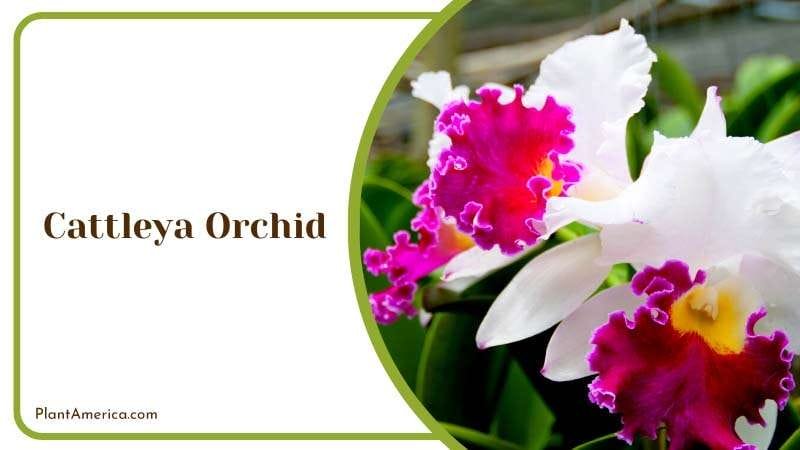 Exotic Splendor Cattleya Orchid Plant America