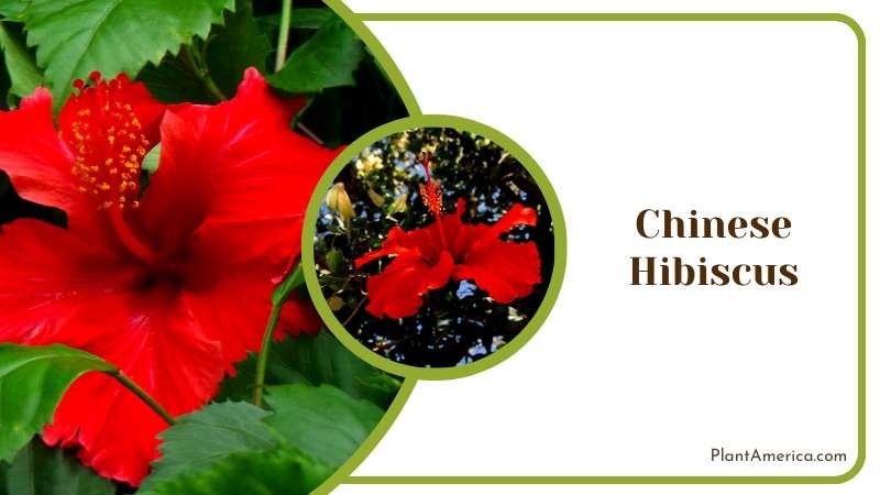 Exotic Tropical Hibiscus Plant America