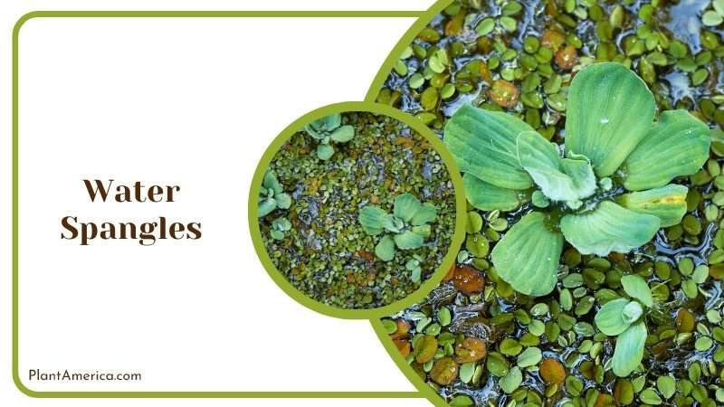 Exotic Water Spangles Plant America