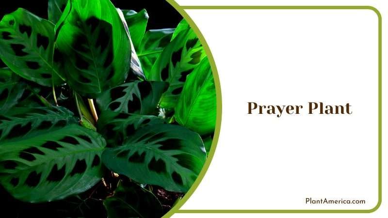 Exotic and Eye Catching Prayer Plant Plant America