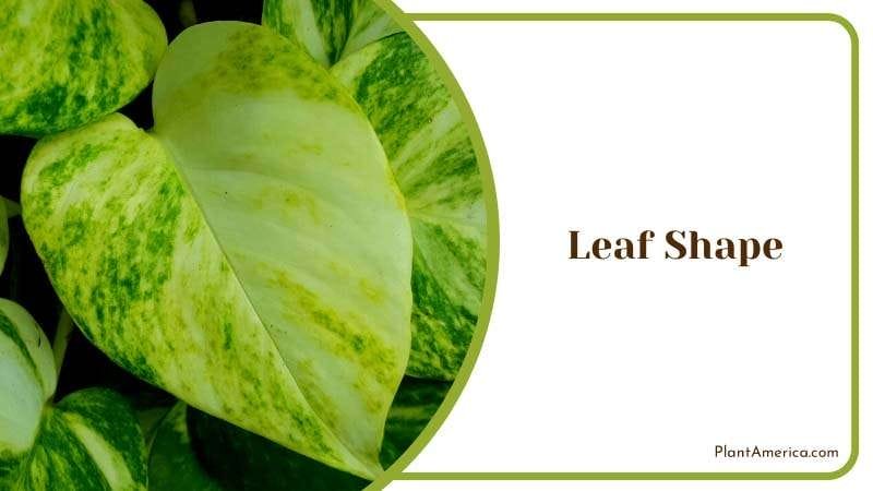 Exploring Leaf Heart Shape Plant America